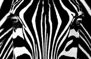 Zebra Eyes Giant Photographic Print