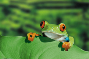 Red Eyed Tree Frog Poster
