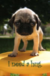 I Need A Hug Pug