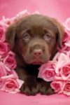 Rachael Hale - Georgie the Puppy Poster