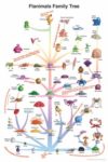 Ricky Gervais Flanimals Poster