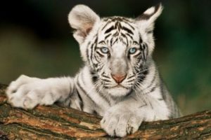 White Tiger Cub