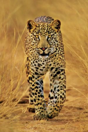 Stalking Leopard Poster
