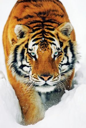 Tiger Snow Poster