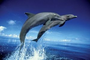 Dolphins Leap Poster