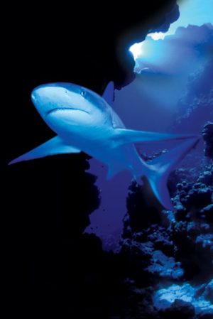 Shark Poster