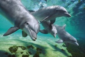 Dolphins Underwater Poster