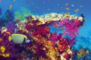Fish and Coral Poster