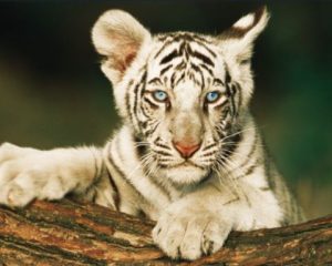 White Tiger