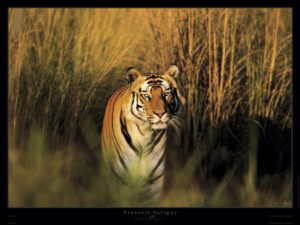 Tiger Photographic Print