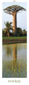 Baobab Exotic Colours Photographic Print