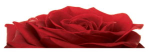 Red Rose Photographic Print