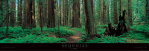 Sequoia Trees California Photographic Print