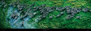 Zebra Herd by Steve Bloom Photographic Print