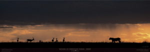 Lion Hunt Photographic Print