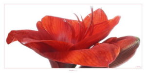 Amaryllis Photographic Print