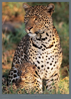 Leopard With Cub Photographic Print