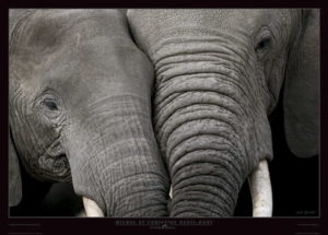 Elephants Cuddling Photographic Print
