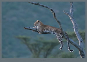 Leopard Photographic Print