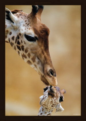 Giraffe And Calf Photographic Print