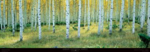 Ashley National Forest Utah USA Photographic Print