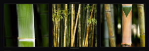 Bamboo Triptych Photographic Print