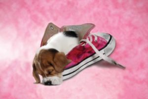 Pup In Pink Shoe Dog Poster