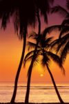 Tropical Sunset Poster