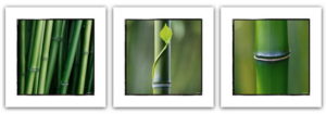 Bamboo Set Of Three Photographic Prints