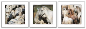 Camague Horses Set Of Three Photographic Prints