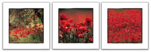 Poppies Set Of Three Photographic Prints