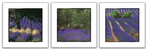 Lavender Set Of Three Photographic Prints