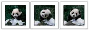 Panda Bear Set Of Three Photographic Prints
