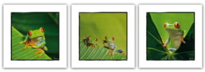 Red-Eyed Tree Frog Set Of Three Photographic Prints