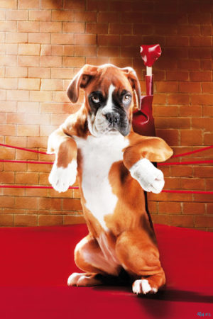 Knock Out Boxer Dog