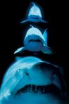Shark Deadly Trio Poster