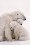 Polar Bear Family Poster