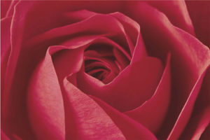 The Rose Is Important Poster