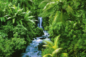 Rainforest Poster
