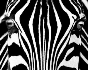 Zebra Eyes Photographic Print