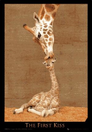 Makulu Giraffe The First Kiss Large 3D Lenticular Poster