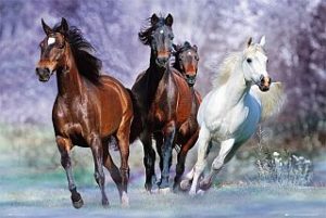 Horses Running Bob Langrish Poster