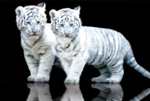 White Tiger Cubs