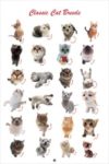 Classic Cat Breeds Poster