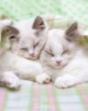 Keith Kimberlin - Sleepy Cats Mini Poster
