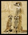 Meerkats
