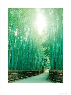 Pathway of Tranquillity Photographic Print