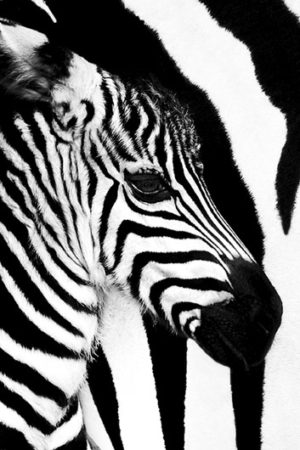 Zebra Mare and Foal