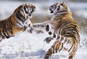 Siberian Tigers Fighting