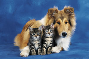 Friends Forever Cats And Dog Blue Background Poster